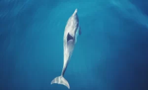 Interesting facts about dolphins include hunting techniques