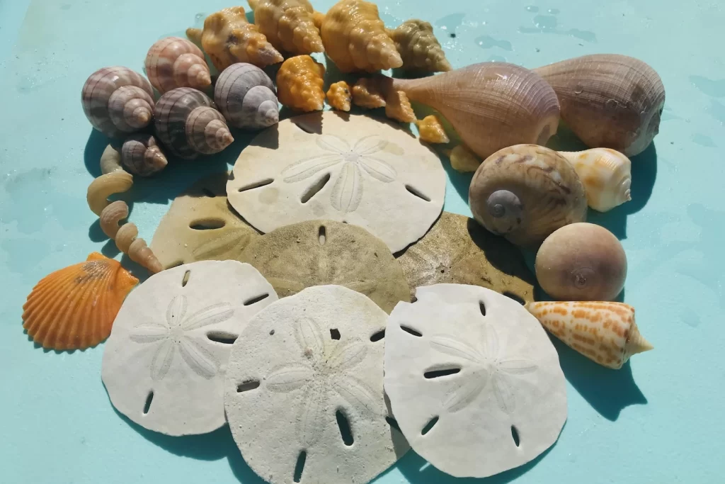 Great shells found at Cape Romano