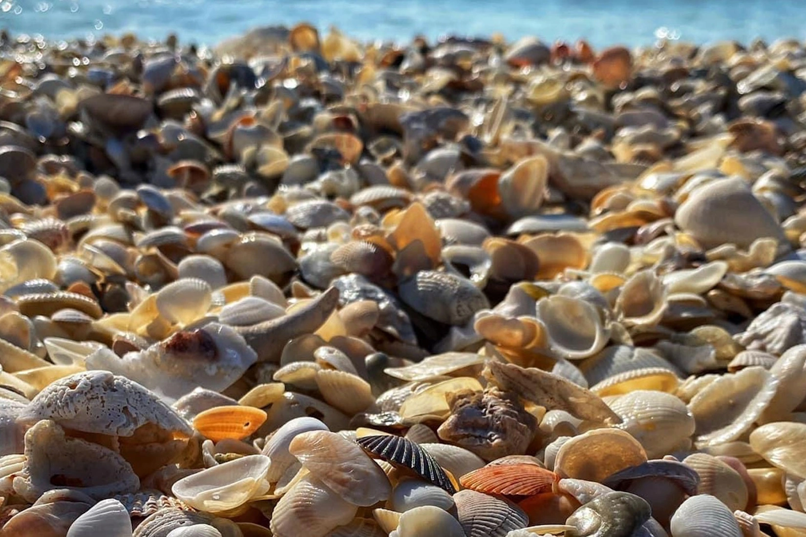 What Are Sea Shells?