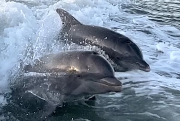 Wild Dolphin Tour in Marco Island