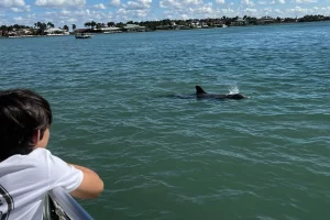 Watching dolphins on the boat tour