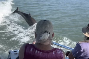 Watching dolphins playing behind the boat