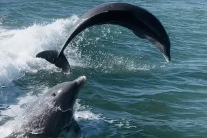 Dolphins playing in the waters of the Gulf of Mexico