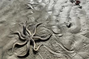 Live starfish on a Florida beach