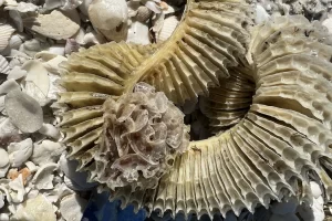 Lightning whelk and banded tulip egg casings on a barrier island beach