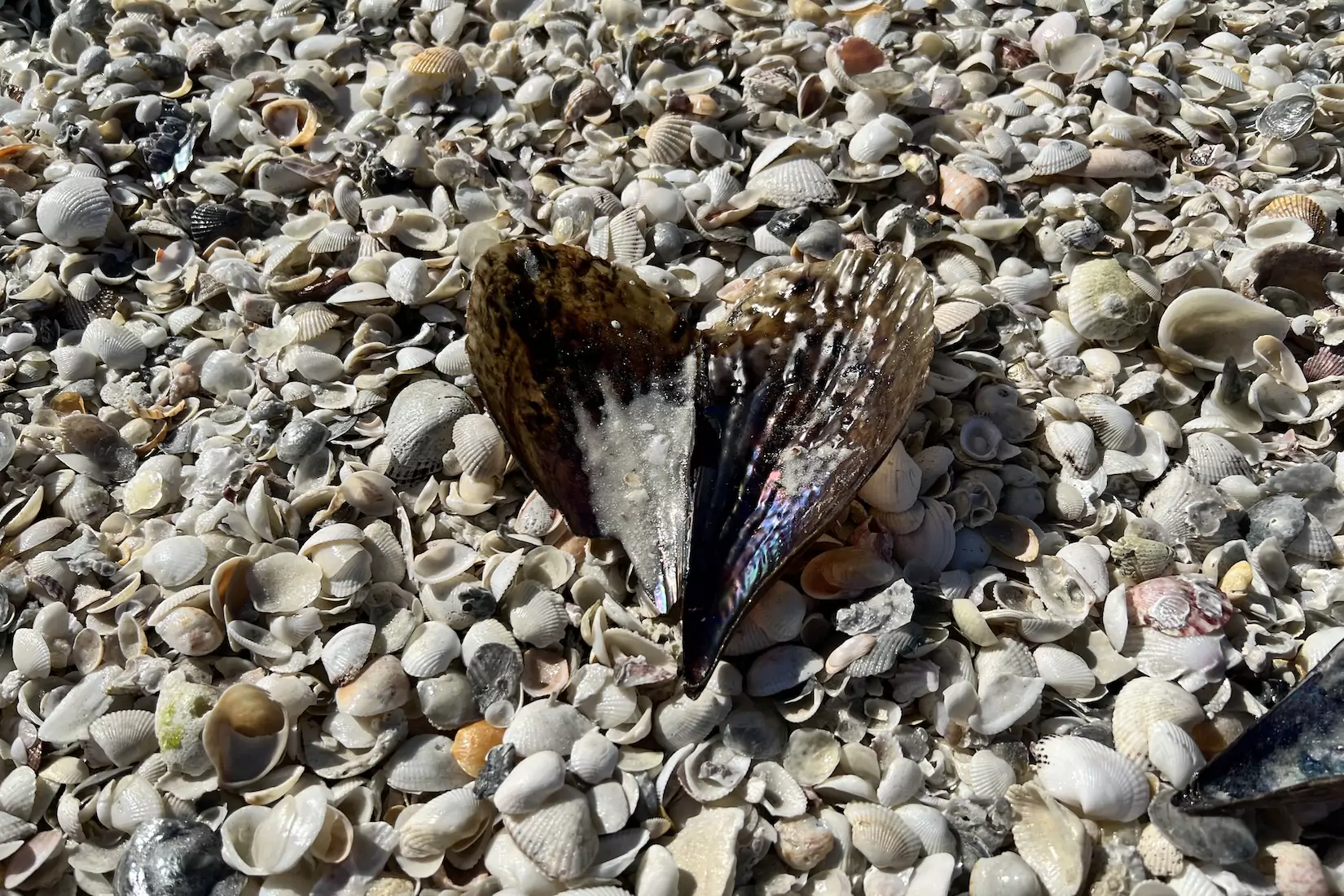 Shelling beach