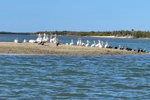 American White Pelicans on a shell bar