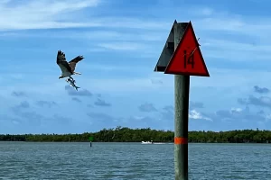 Osprey with a fish in it's talons