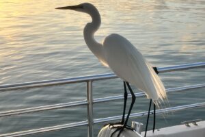 Great egret landed on the boat and posed for a picture.