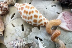 Junonia and sand dollars