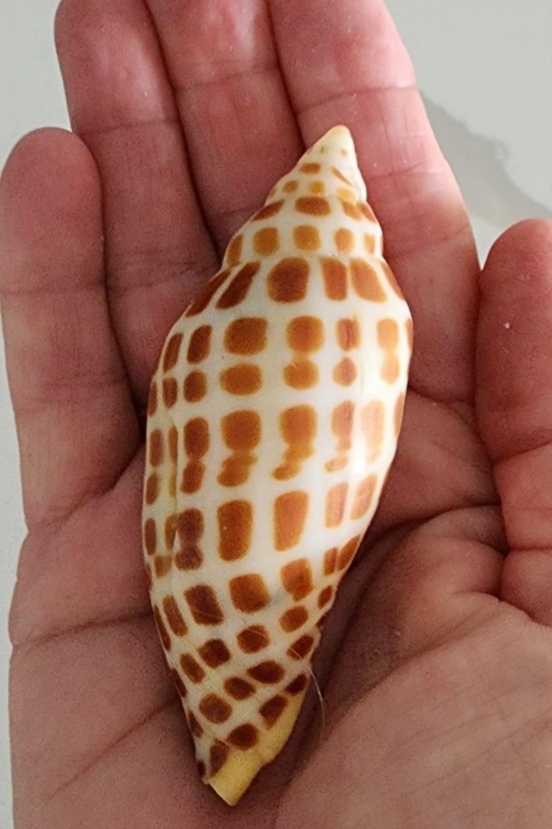 Captain Nate's first Junonia found on Kice Island