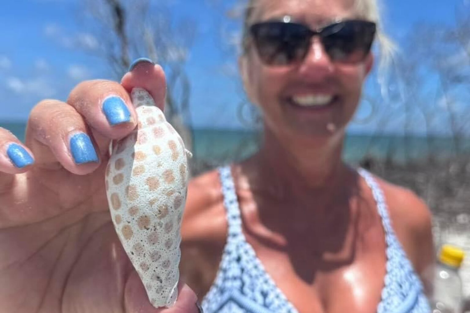 Junonia Shell: Marco Island Florida's Elusive 