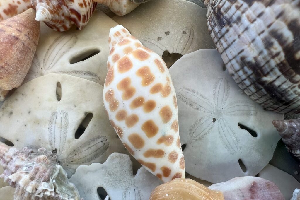 Junonia shell found on Marco Island