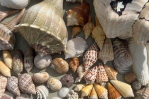 Find a Junonia and other shells on a shelling tour