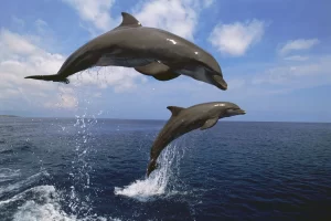 dolphins love to jump and play