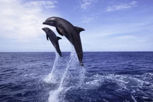 two dolphins jumping high out of the water