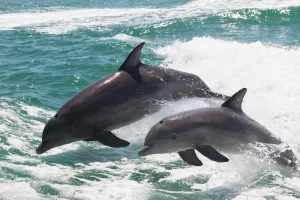 dolphin mother and calf playing in the waves