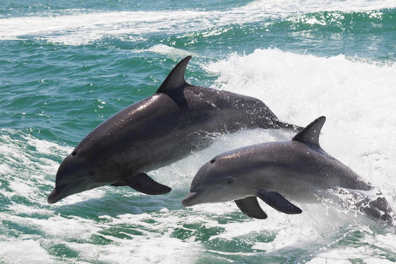 dolphin mother and calf playing in the waves