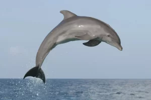 dolphin jumping out of the water