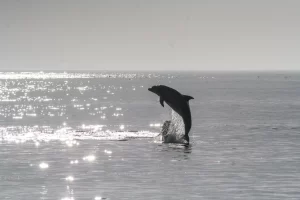 Marco Island dolphin cruise