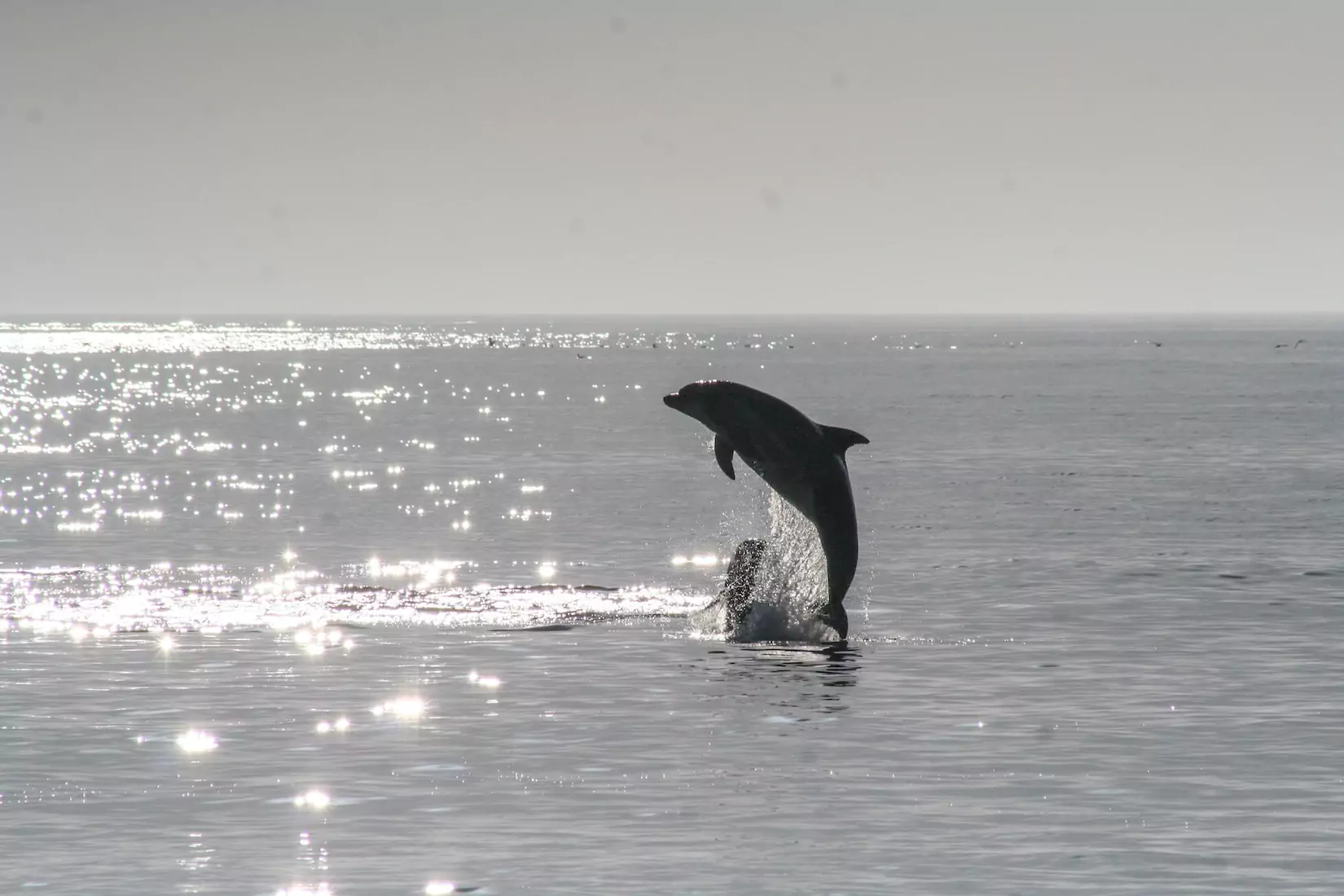 Marco Island Dolphin Cruise