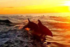 Watching dolphins play from the boat.