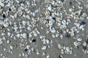 Beaches covered in shells