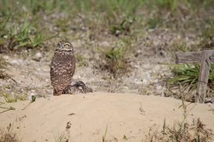 Can you find the burrowing owls on Marco Island?