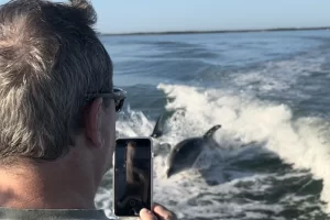 Watching dolphins play from the tour boat