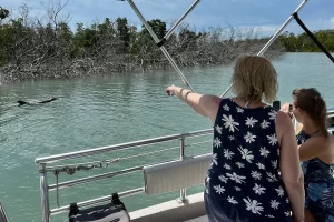 Spotting dolphins on the boat tour