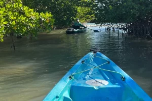 Paddling through mangroves