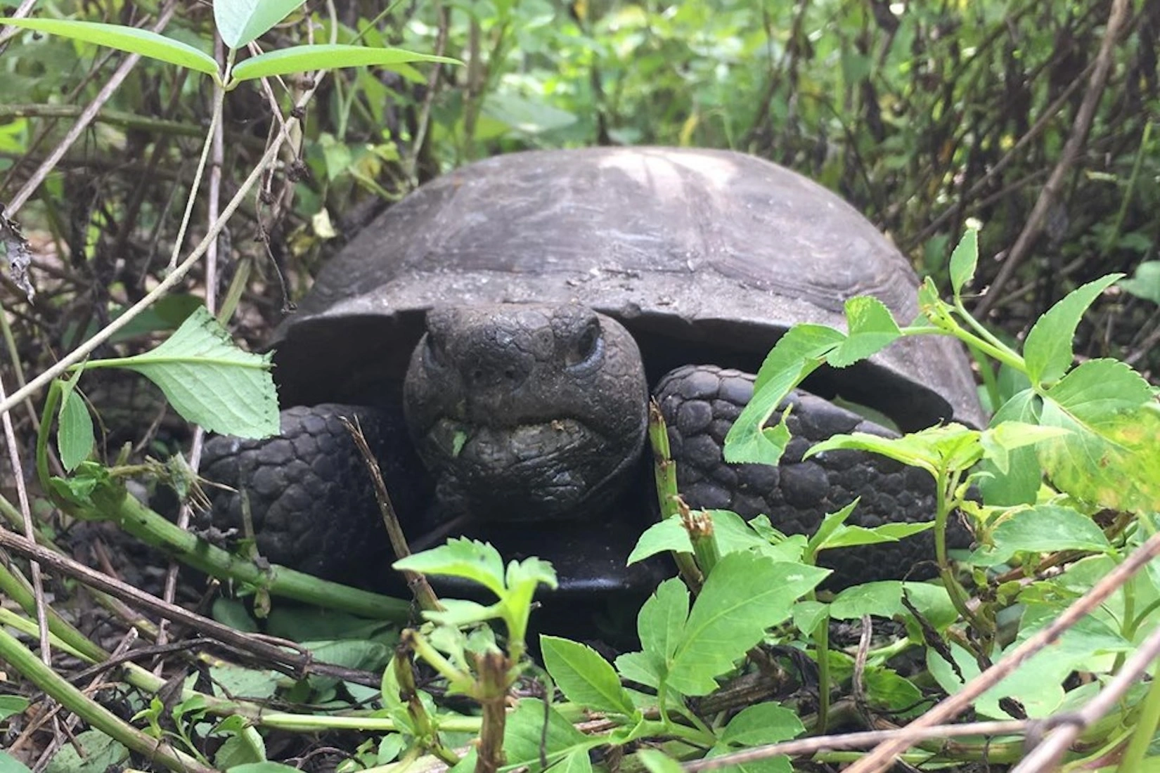 Gopher tortoises live on Marco Island