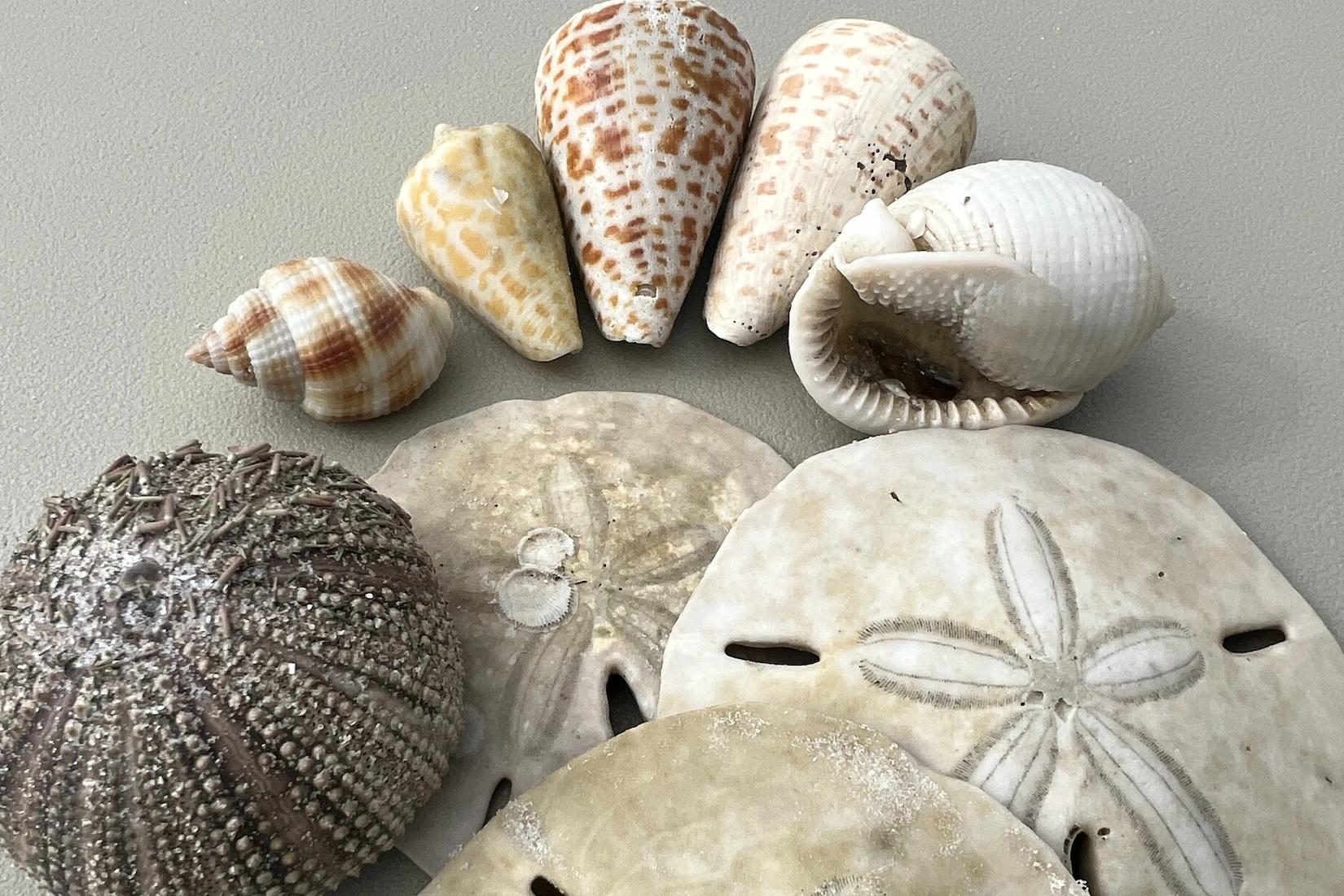 Shells found on tour - sea urchin, nutmeg, alphabet cones, scotch bonnet, sand dollars