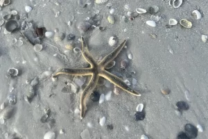 Sea stars can be found sometimes on our beaches