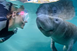 seeing Manatees while snorkeling