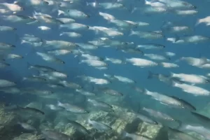 See schools of fish