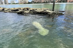 Manatee near the beach of Marco