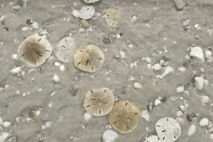 Sand dollars on south beach