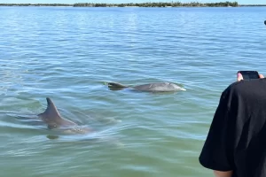 See Marco Island's dolphins on a boat tour