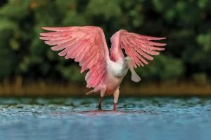 Roseate spoonbill in the Tigertail lagoon