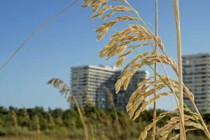 Sea oats in front of the South Seas condos