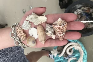 so many different shells!