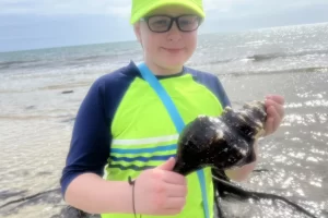 Florida horse conch - the largest shell