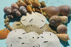 sand dollars and a variety of shells