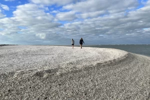 So many shells on shell island near Cape Romano