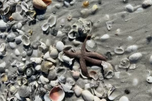 Starfish found on a beach in Florida