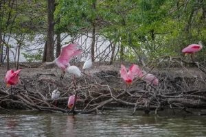 Eco-tours include bird-watching, dolphins, and shelling