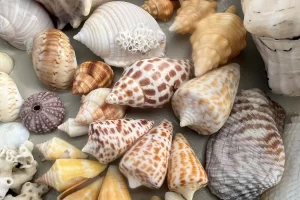 So many shells to find on a Marco Island shelling tour