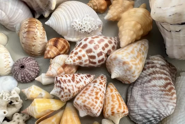 So many shells to find on a Marco Island shelling tour