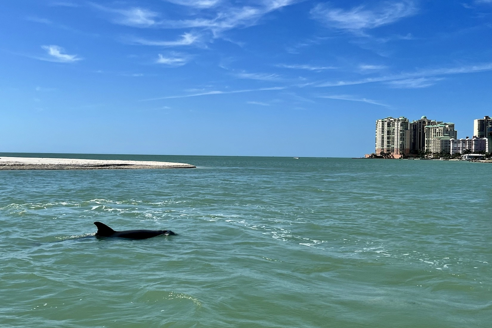 Dolphin watching boat tours in Marco Island